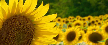 Sunflower Field